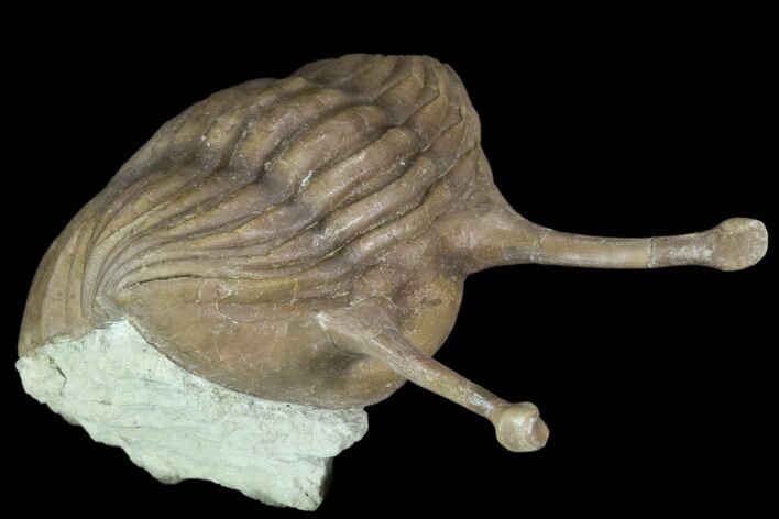 Large, Stalk-Eyed Asaphus Kowalewskii Trilobite - Russia #89998